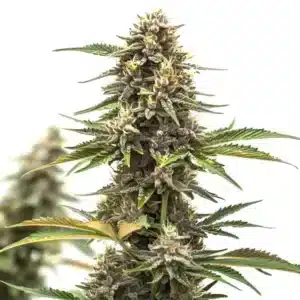 Cannabis Mandarine Auto aux pistils orangés.