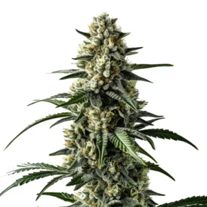 Tête de cannabis Mango avec trichomes blancs et nuances orange.