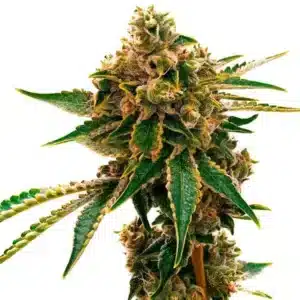 Grosse tête de cannabis Mango Kush avec résine abondante et feuilles vertes.