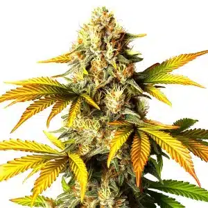 Bourgeon de cannabis Maple Leaf avec des trichomes résineux et pistils orange.