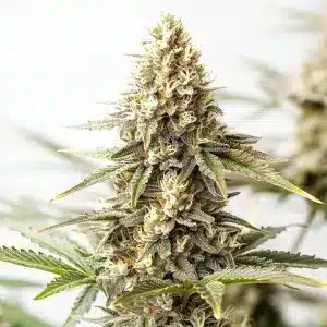 Plante de cannabis Maracuya Auto avec trichomes givrés et pistils orange