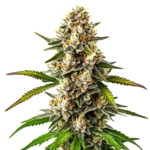 Plante de cannabis Maracuya Regular avec des têtes denses et un profil tropical