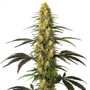 Plant de cannabis Master Kush avec bourgeons denses et cristallisés.