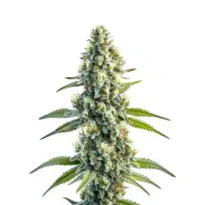 Tête de cannabis Master Kush Regular recouverte de trichomes collants