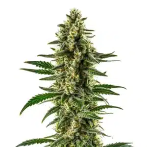 Tête de cannabis Matanuska Tundra avec pistils jaunes et feuilles fines.