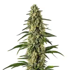 Matanuska Tundra Fast Version cannabis plant with frosty resinous buds and thick leaves