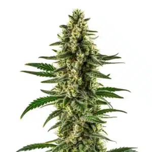 Plante de cannabis Matanuska Tundra Regular avec des fleurs compactes et givrées