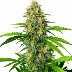 Colas de cannabis Maxigom Auto recouverts de résine avec des feuilles vertes fraîches
