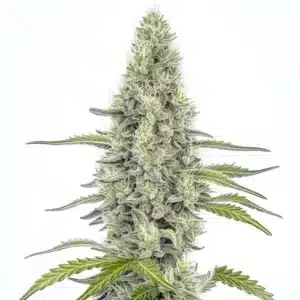Tête de cannabis Mazar recouverte de trichomes blancs scintillants.