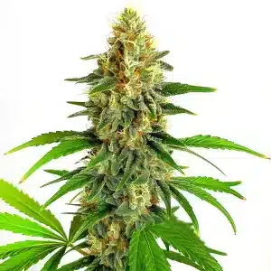 Plante de cannabis Mazar Auto en floraison avec des trichomes cristallins