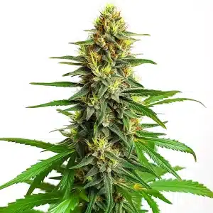 Plante de cannabis Mazar Regular avec des têtes denses et résineuses.