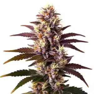 Bourgeon Mazar x Blueberry aux teintes violettes intenses, pistils orange vif et trichomes brillants.