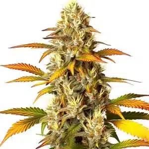 Bourgeon de Melon Gum avec des feuilles vertes et des trichomes collants.