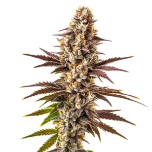 Bourgeon de cannabis Melonade avec pistils orange et reflets violets.