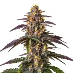 Tête de cannabis Mendocino Purple Kush aux tons violets et verts.