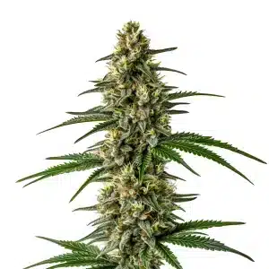 Bourgeon de Mexican Haze avec des colas longs de style sativa.