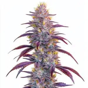Bourgeon de cannabis Mimosa avec feuilles violettes et pistils orange.