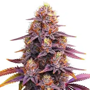 Plante de cannabis Mimosa F1 en floraison avec colas violets riches en résine et pistils orangés