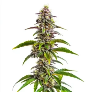 Close-up of Mimosa x Wedding Cake Auto cannabis plant with dense resinous buds and orange hairs.