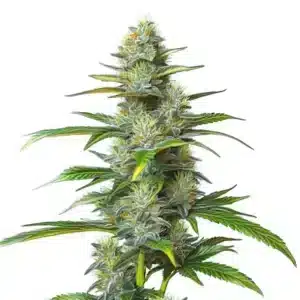 Plante de cannabis Moby Dick Auto avec têtes denses, trichomes abondants et feuilles vert foncé.