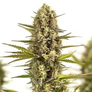 Gros bourgeon de Moby Plant recouvert de trichomes denses.