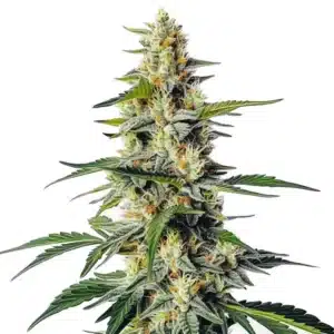 Plante de cannabis Moby Regular avec de grandes colas allongées
