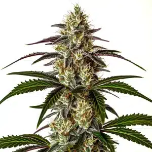 Bourgeon de cannabis Moby x Do-Si-Dos combinant fleurs denses et résine givrante.