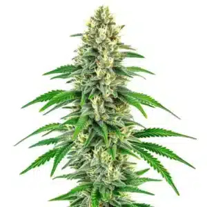 Plante de cannabis Mochalope avec des bourgeons compacts et feuillage vert vif.