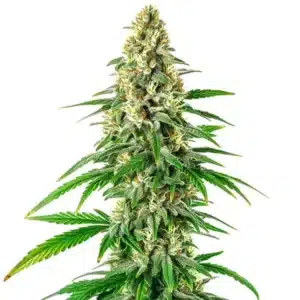 Tête de cannabis Mochalope Regular avec des feuilles sombres et des trichomes givrées