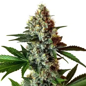 Gros plan de la plante de cannabis Mochalope x Do-Si-Dos avec des têtes denses et givrées.