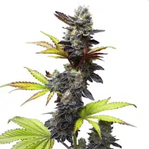 Gros plan d’un bourgeon de cannabis Mochi Gelato aux couleurs vibrantes et résine abondante.