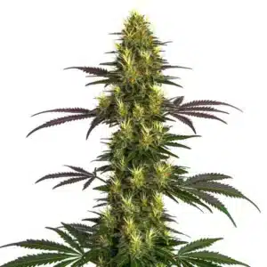 Plante de cannabis Mohan Ram avec de longues fleurs couvertes de résine blanche.