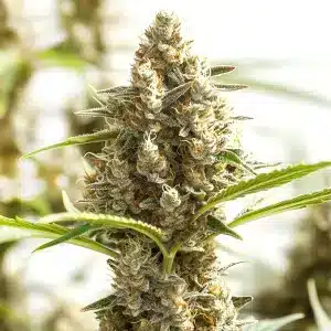 Plante de cannabis Monkey OG avec des têtes épaisses couvertes de résine.