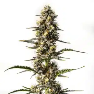 Tête de cannabis NYC Diesel dense et cristallisée, avec pistils orange vif et trichomes brillants.