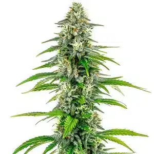 Plante de cannabis NYC Diesel Regular couverte de trichomes givrées.