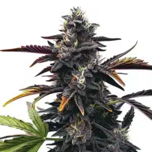 Plante de cannabis Narkosis avec des fleurs denses couvertes de trichomes.