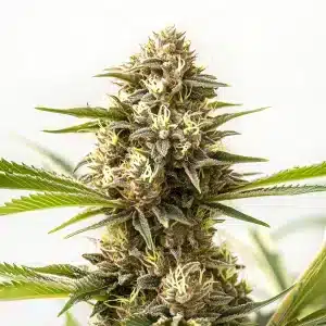 Plante de cannabis Nemesis avec de longs colas et des trichomes étincelants.
