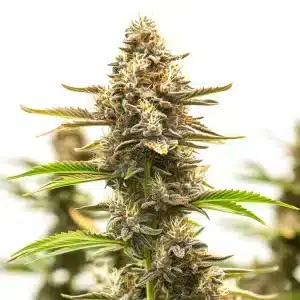Plante de cannabis Neville Haze Auto avec de longs colas et des trichomes givrés
