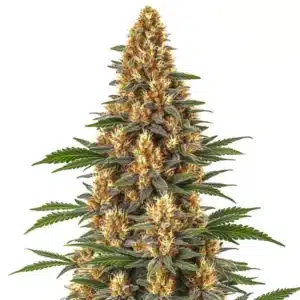 Plante de cannabis Neville’s Haze avec une structure élancée et floraison abondante.