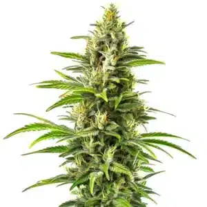 New York Diesel Auto cannabis plant with dense, resin-coated buds.