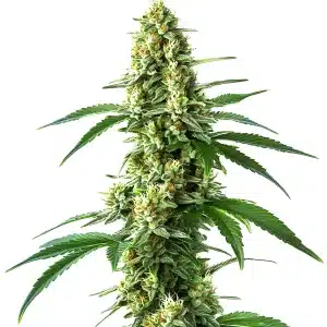 Plante de cannabis Nicole Kush avec des fleurs compactes et résineuses.