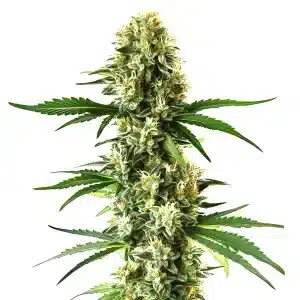Plante de cannabis Nikki & Swami’s Lemon OG avec des têtes denses aux arômes d’agrumes.