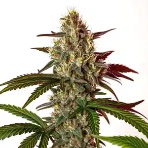 Plante de cannabis Nikki & Swami’s Maracuya avec des fleurs résineuses aux arômes tropicaux.