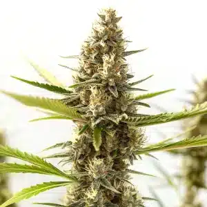 Plante de cannabis Nikki & Swami’s Taängie avec pistils orange et fleurs givrées.