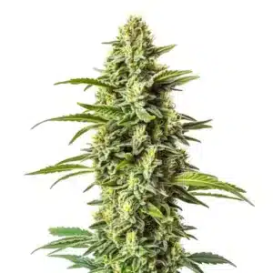 Plante de cannabis Northern Critical avec têtes volumineuses et feuillage vert clair.
