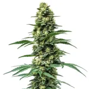 Croisement de Northern Lights #10 et Amnesia Haze avec des têtes allongées et cristallisées.