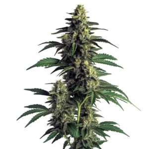 Plante de cannabis Northern Lights en pleine floraison avec têtes compactes et cristaux brillants.