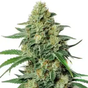Tête de cannabis dense et résineuse Northern Lights #5 x Amnesia Haze avec pistils orange et feuilles vert foncé.