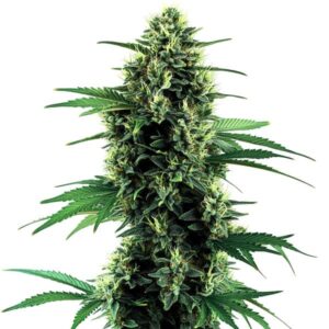 Northern Lights Auto cannabis plant with frosty green buds and vibrant pistils.