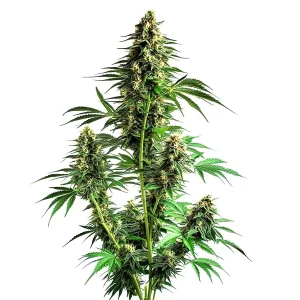 Plante de cannabis Northern Lights Autoflower F1 avec des fleurs compactes et résineuses.
